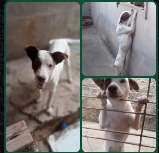 Cachorro ra a SRD-ViraLata idade 1 ano nome Dirce