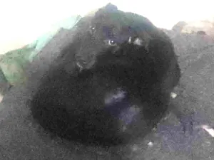 Cachorro raça SRD-ViraLata idade 7 a 11 meses nome Negão 