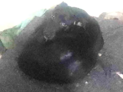 Cachorro raça SRD-ViraLata idade 7 a 11 meses nome Negão 