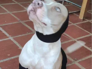 Cachorro raça Pit-Bull idade 3 anos nome guapa gonzales