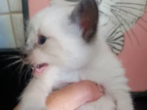 Gato raça SRD-ViraLata idade 2 a 6 meses nome Filhote 1