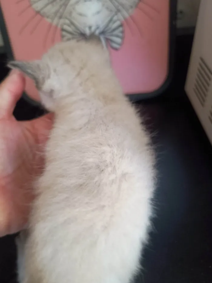 Gato ra a SRD-ViraLata idade 2 a 6 meses nome Filhote 1