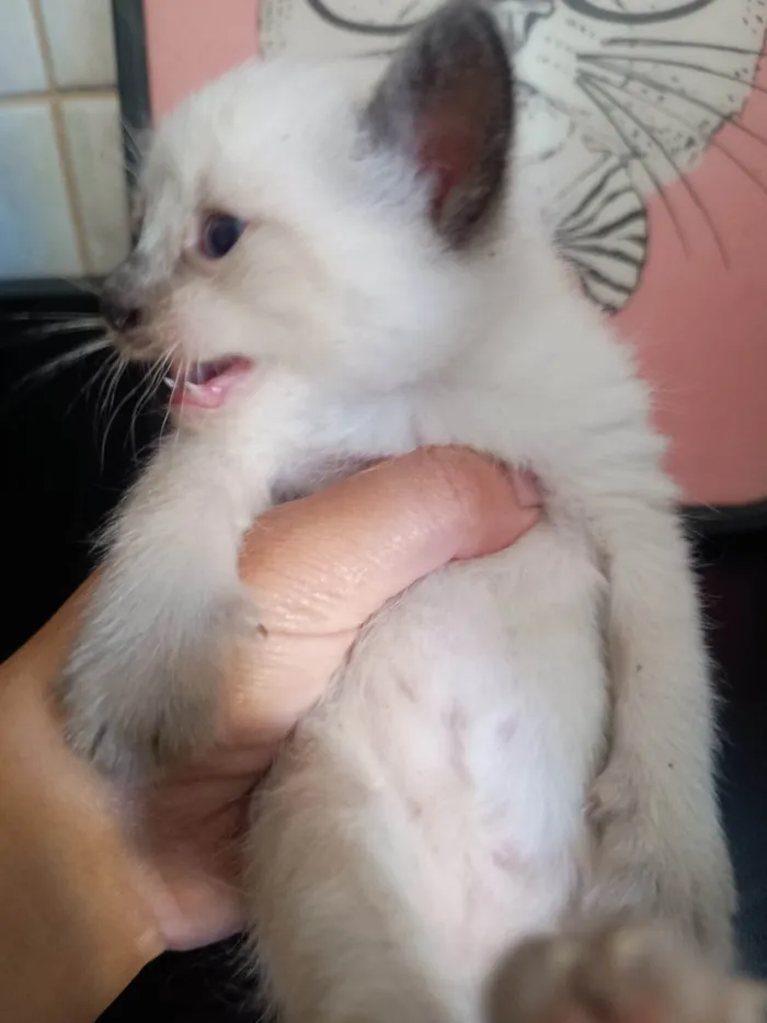 Gato ra a SRD-ViraLata idade 2 a 6 meses nome Filhote 2