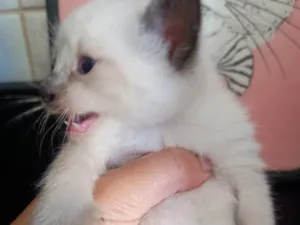Gato raça SRD-ViraLata idade 2 a 6 meses nome Filhote 2