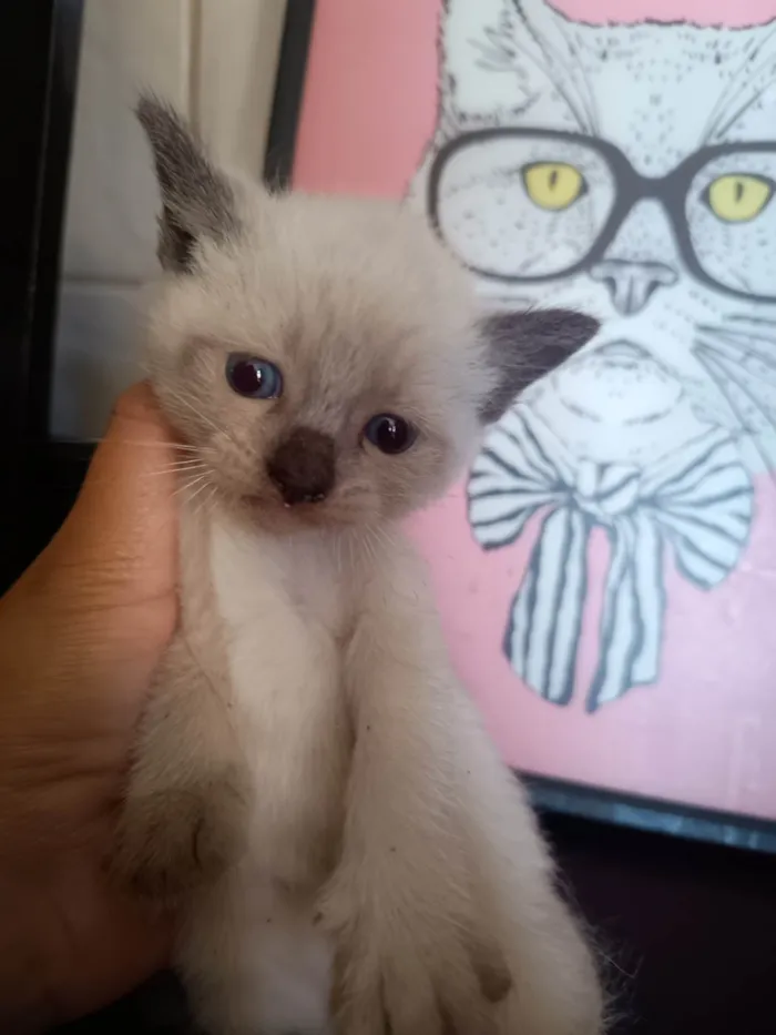Gato ra a SRD-ViraLata idade 2 a 6 meses nome Filhote 3