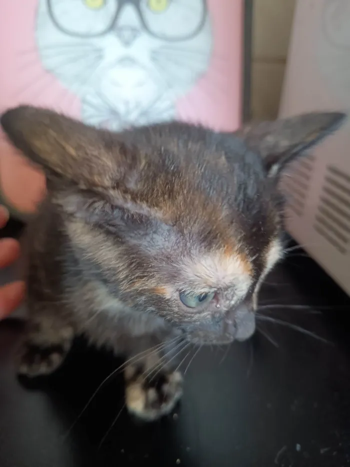 Gato ra a SRD-ViraLata idade 2 a 6 meses nome Filhote 4