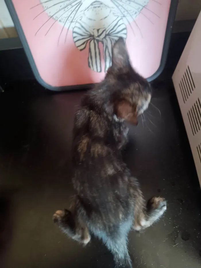 Gato ra a SRD-ViraLata idade 2 a 6 meses nome Filhote 4