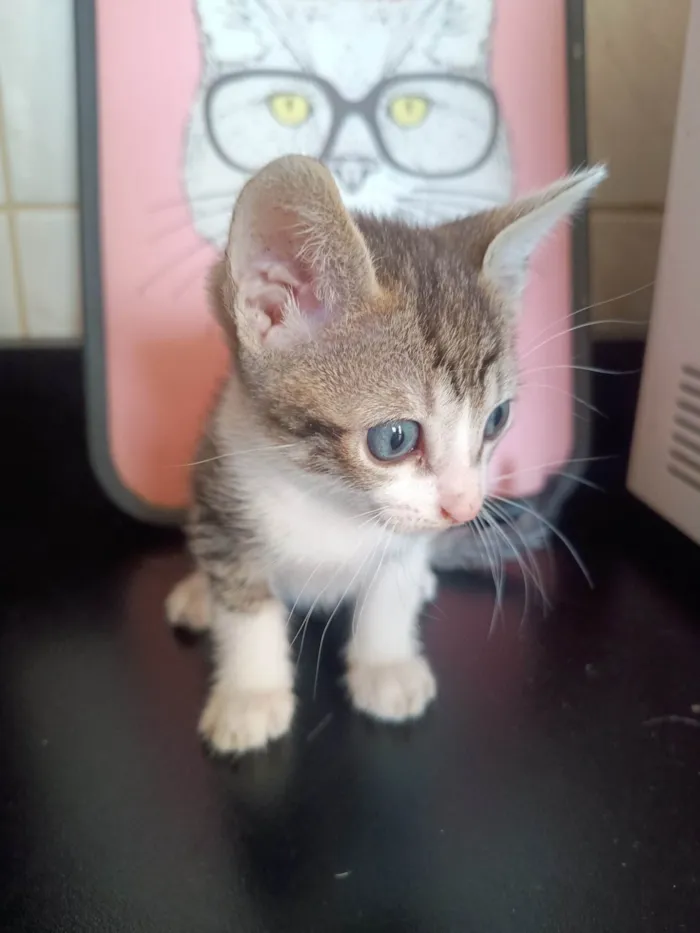Gato ra a SRD-ViraLata idade 2 a 6 meses nome Filhote 5