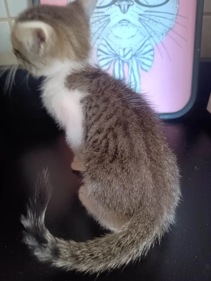 Gato ra a SRD-ViraLata idade 2 a 6 meses nome Filhote 5
