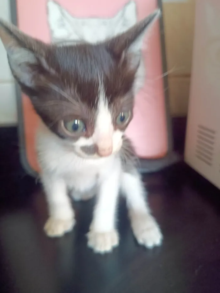 Gato ra a SRD-ViraLata idade 2 a 6 meses nome Filhote 6
