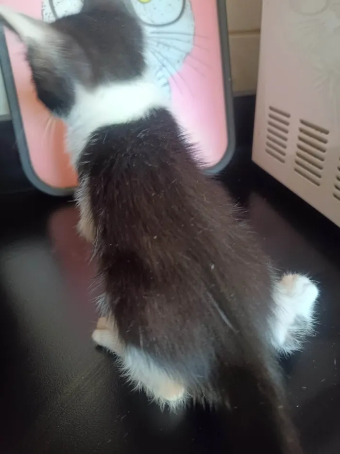 Gato ra a SRD-ViraLata idade 2 a 6 meses nome Filhote 6