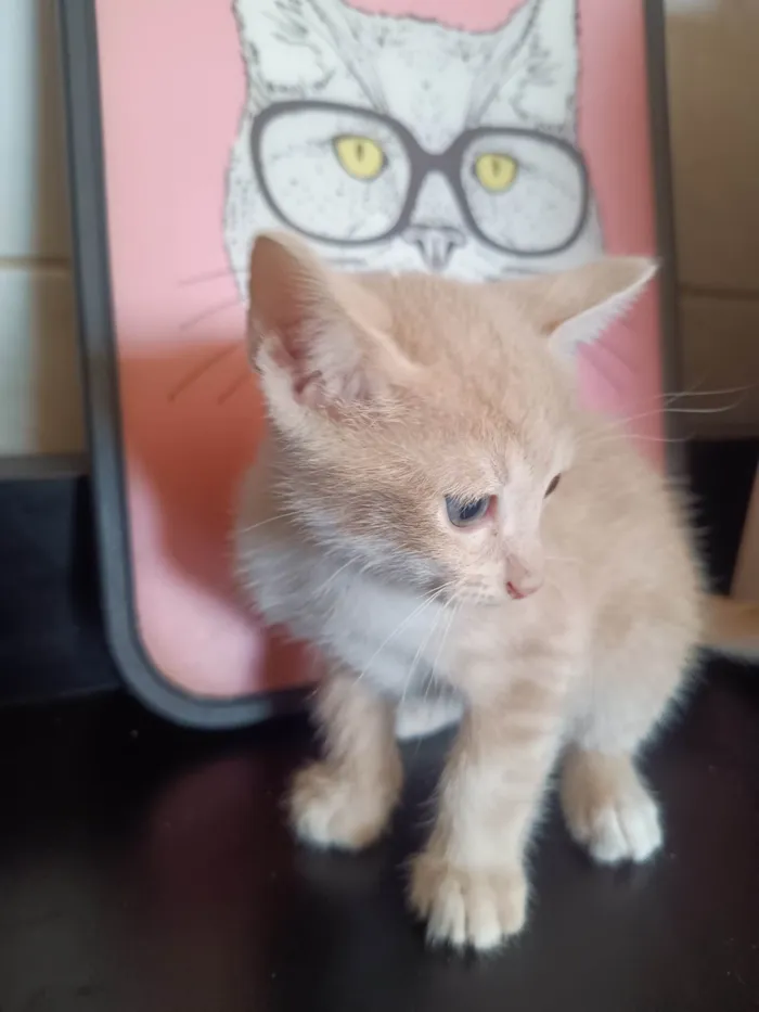 Gato ra a SRD-ViraLata idade 2 a 6 meses nome Filhote 9