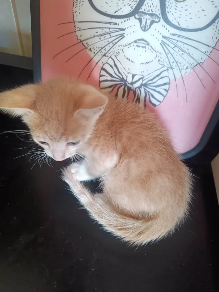 Gato ra a SRD-ViraLata idade 2 a 6 meses nome Filhote 9