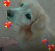 Tobby