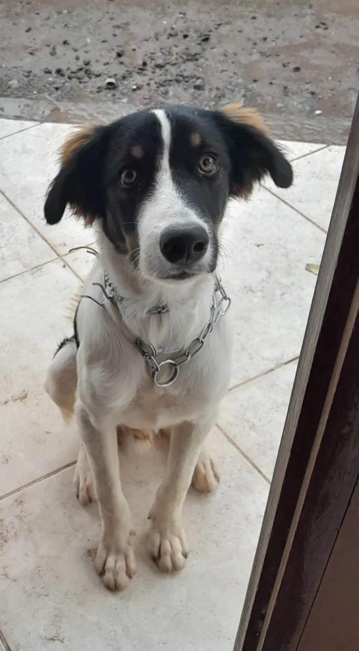 Cachorro ra a SRD-ViraLata idade 1 ano nome Logan