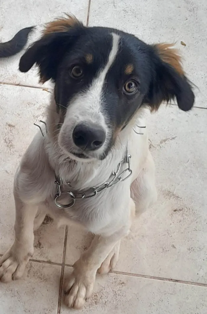 Cachorro ra a SRD-ViraLata idade 1 ano nome Logan