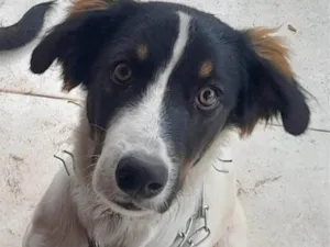 Cachorro raça SRD-ViraLata idade 1 ano nome Logan