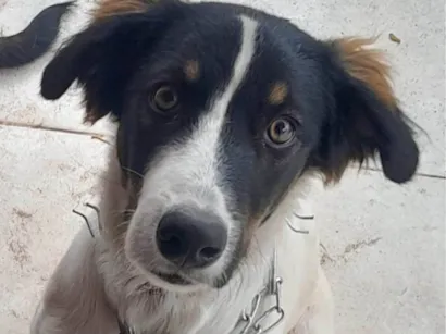 Cachorro raça SRD-ViraLata idade 1 ano nome Logan