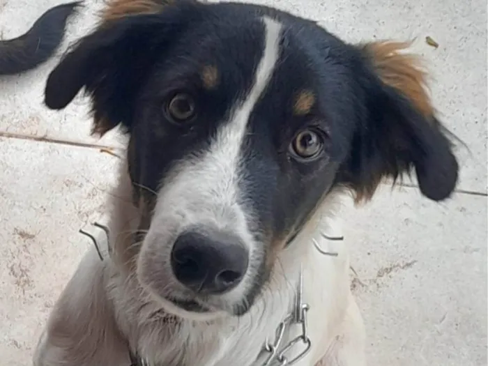 Cachorro ra a SRD-ViraLata idade 1 ano nome Logan