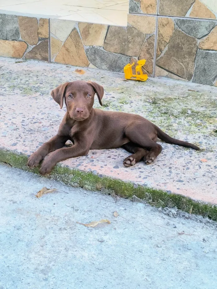 Cachorro ra a Labrador idade 2 a 6 meses nome Akira