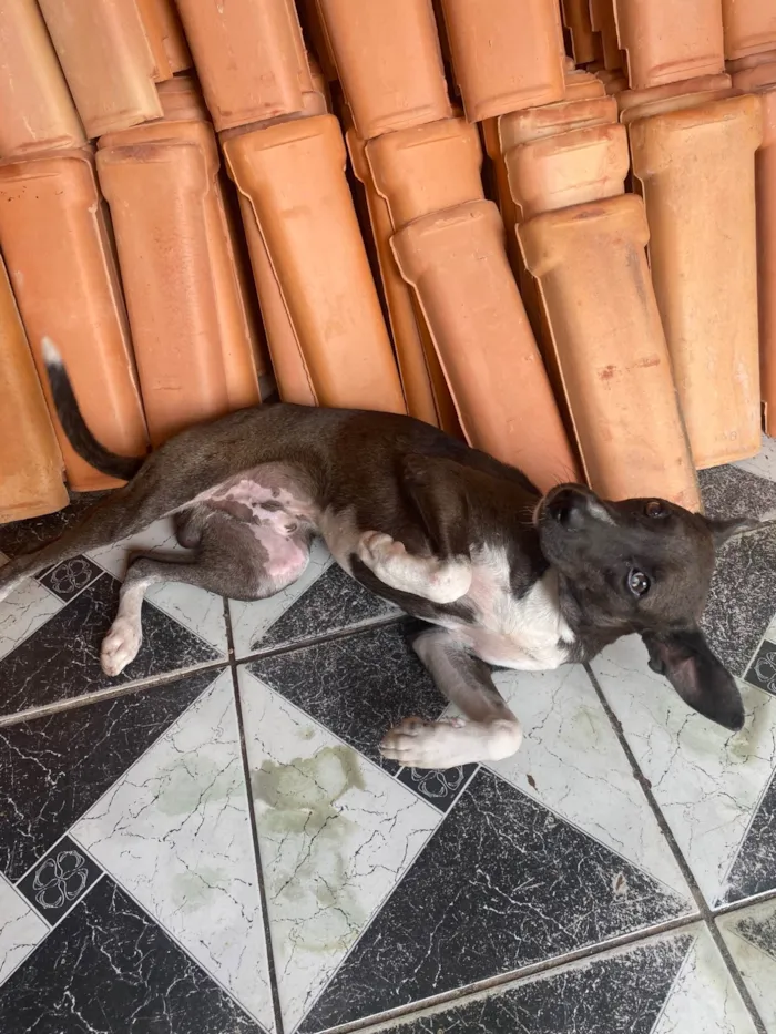Cachorro ra a SRD-ViraLata idade 1 ano nome Betoven