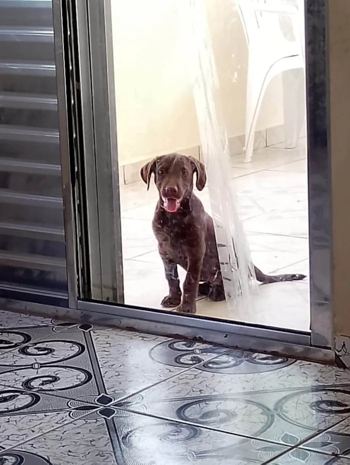 Cachorro ra a Labrador idade 2 a 6 meses nome Akira