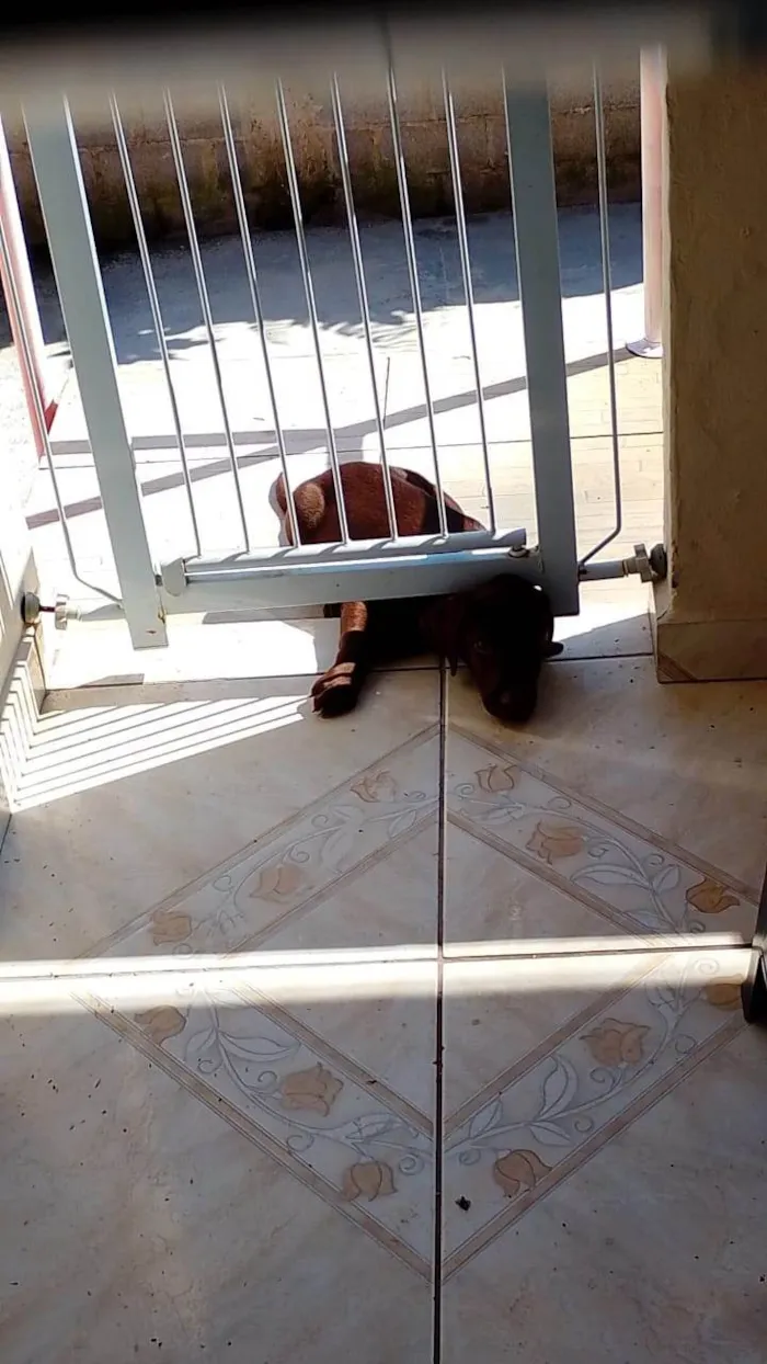 Cachorro ra a Labrador idade 2 a 6 meses nome Akira