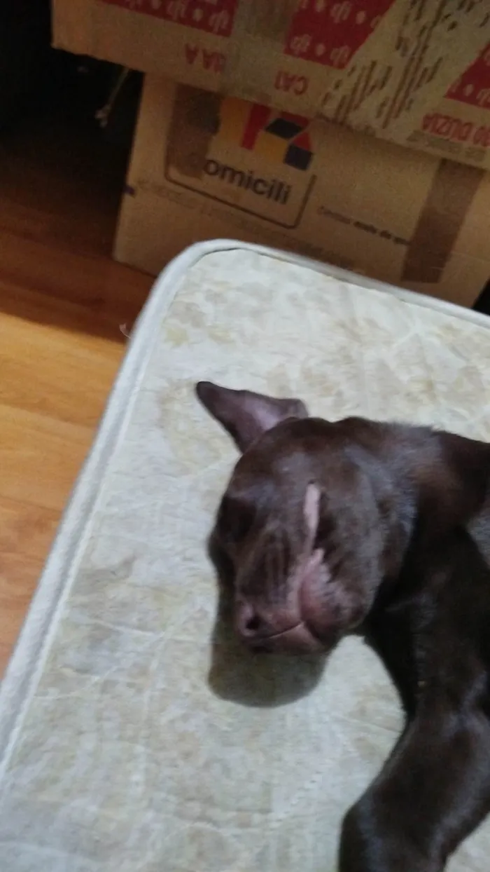 Cachorro ra a Labrador idade 2 a 6 meses nome Akira