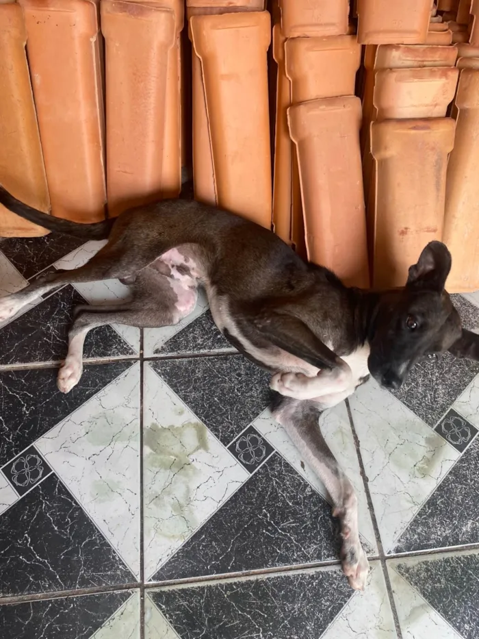 Cachorro ra a SRD-ViraLata idade 1 ano nome Betoven