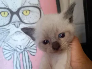 Gato raça SRD-ViraLata idade 2 a 6 meses nome Filhote 3
