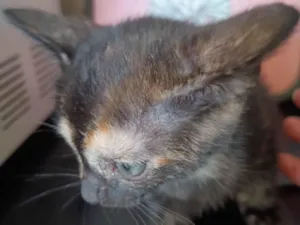 Gato raça SRD-ViraLata idade 2 a 6 meses nome Filhote 4