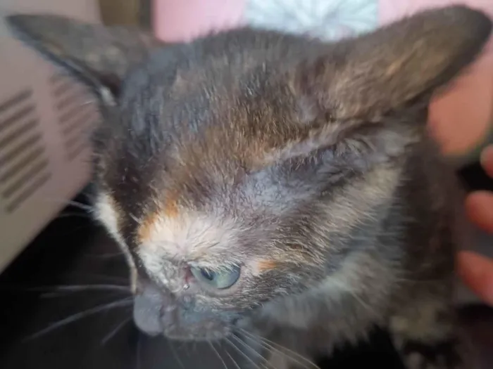 Gato ra a SRD-ViraLata idade 2 a 6 meses nome Filhote 4