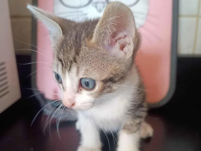 Gato ra a SRD-ViraLata idade 2 a 6 meses nome Filhote 5