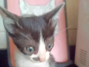 Gato raça SRD-ViraLata idade 2 a 6 meses nome Filhote 6