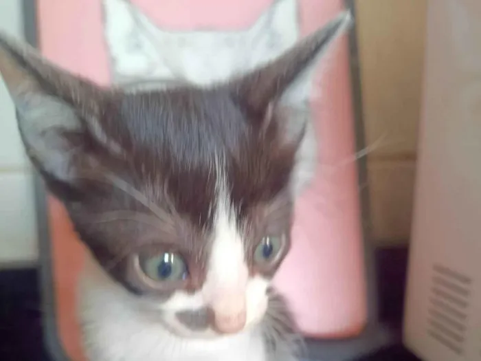 Gato ra a SRD-ViraLata idade 2 a 6 meses nome Filhote 6