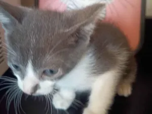 Gato raça SRD-ViraLata idade 2 a 6 meses nome Filhote 7