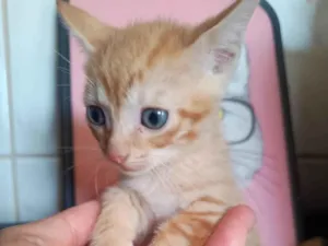 Gato raça SRD-ViraLata idade 2 a 6 meses nome Filhote 8