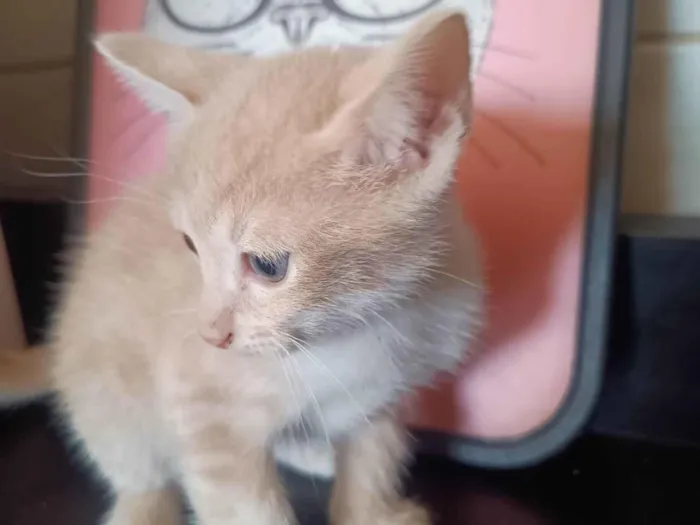 Gato ra a SRD-ViraLata idade 2 a 6 meses nome Filhote 9