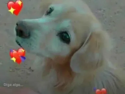Cachorro raça SRD-ViraLata idade 4 anos nome Tobby 