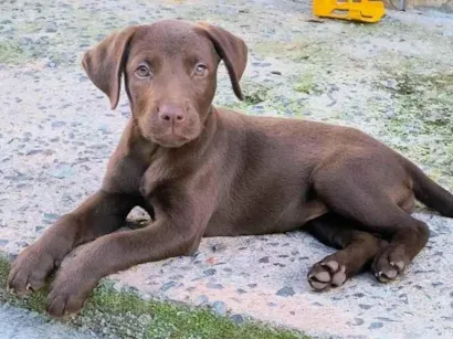 Cachorro raça Labrador idade 2 a 6 meses nome Akira
