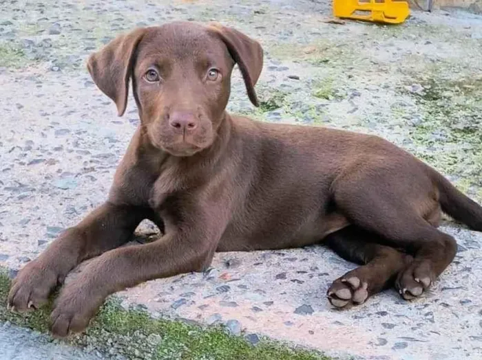Cachorro ra a Labrador idade 2 a 6 meses nome Akira