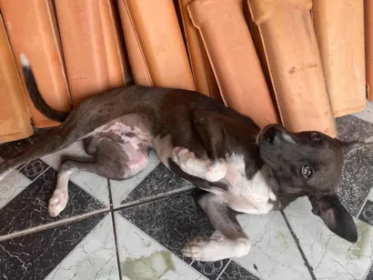 Cachorro raça SRD-ViraLata idade 1 ano nome Betoven