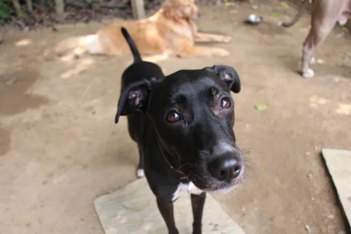 Cachorro ra a SRD-ViraLata idade 3 anos nome Bruce