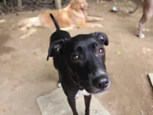 Cachorro raça SRD-ViraLata idade 3 anos nome Bruce