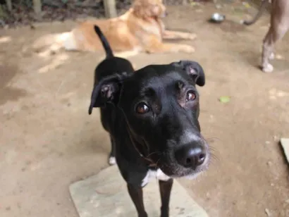 Cachorro raça SRD-ViraLata idade 3 anos nome Bruce