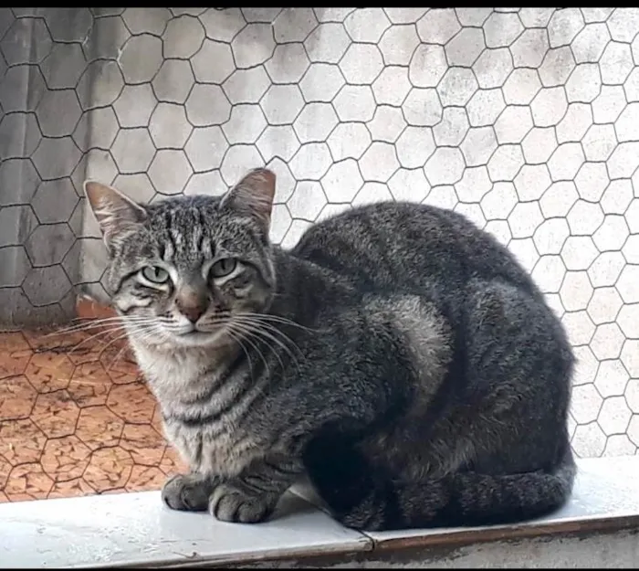 Gato ra a SRD-ViraLata idade 2 anos nome Giorgio 