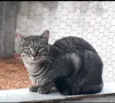 Giorgio