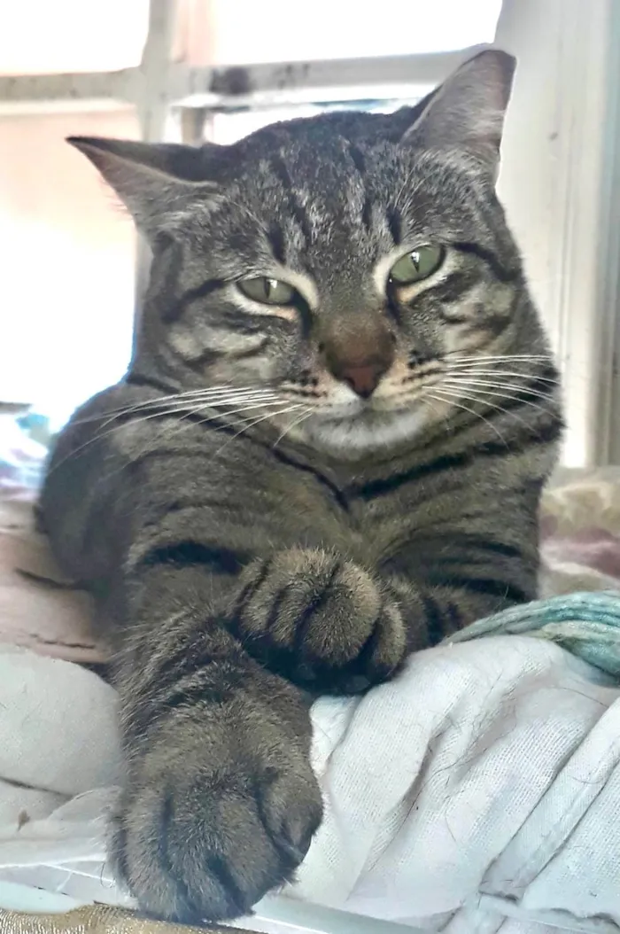 Gato ra a SRD-ViraLata idade 2 anos nome Giorgio 