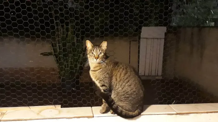Gato ra a SRD-ViraLata idade 2 anos nome Gucci lindo 
