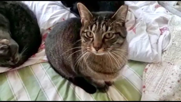 Gato ra a SRD-ViraLata idade 2 anos nome Gucci lindo 